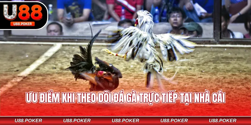 Ưu điểm khi theo dõi đá gà trực tiếp tại nhà cái